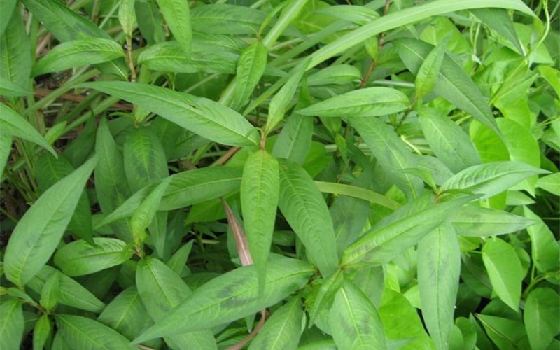 Ăn quá nhiều rau răm sẽ làm giảm sinh khí, ham muốn tình dục và kém cường dương