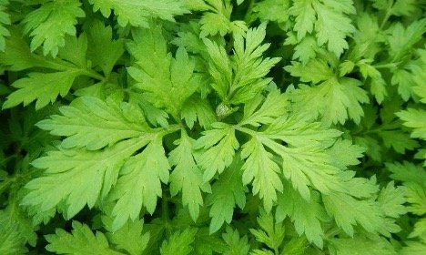 Lá ngải cứu ngoài khả năng giảm ho, cầm máu, bổ huyết thì ngải cứu còn có tác dụng chữa bệnh hiệu quả