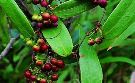 Lá thổ phục linh là một trong những loại thảo dược trong y học cổ truyền có tác dụng giải độc, lợi tiểu, điều trị các bệnh như dạ dày, phong thấp và giang mai,