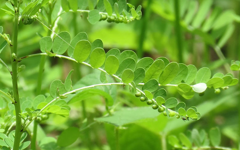 cách trị bệnh lậu ở nam giới