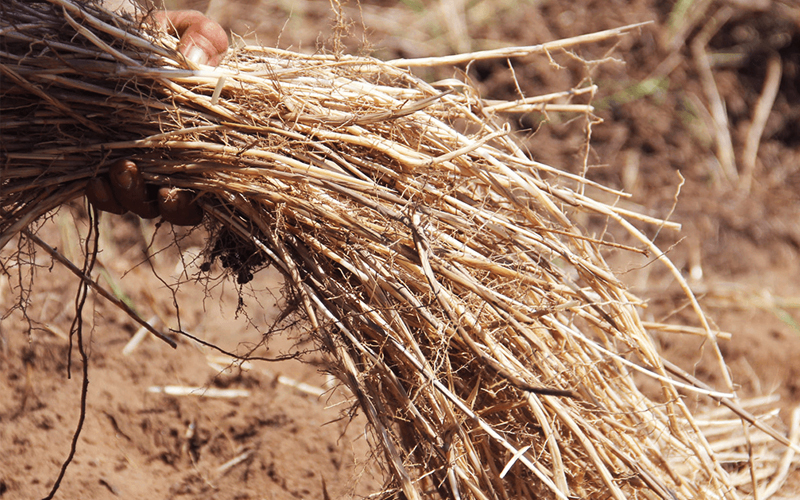 cách trị bệnh lậu ở nam giới