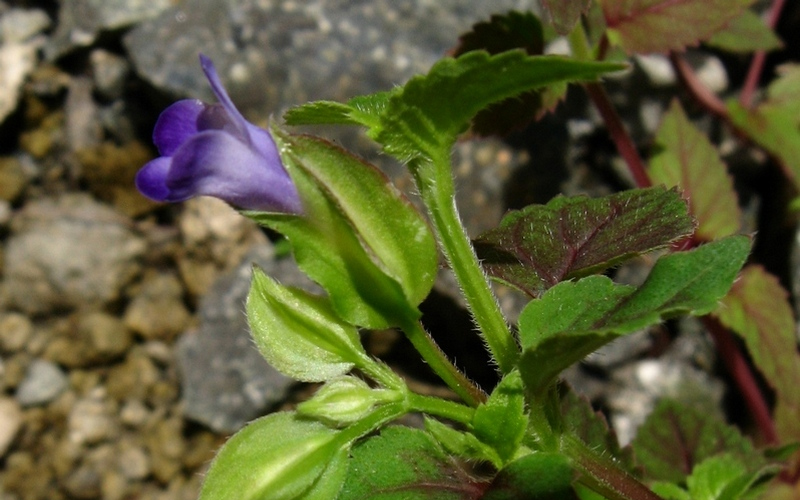 Cỏ bướm nhẵn lấy về lặt lấy phần lá. Sau đó đem đi rửa sạch và giã nhuyễn. Dùng hỗn hợp đắp lên phần da bị tổn thương do các vết loét gây ra