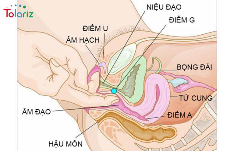 điểm g của phụ nữ